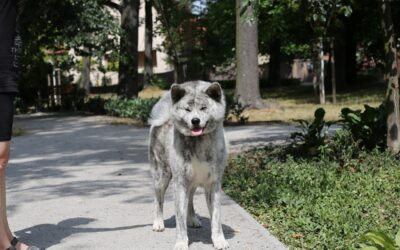 KABUKI GO Wataky Kensha – nowy CHAMPION POLSKI